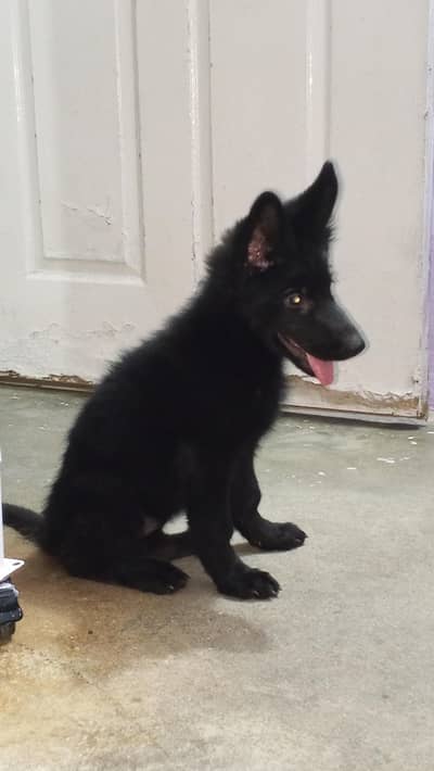 german sheprd for sale