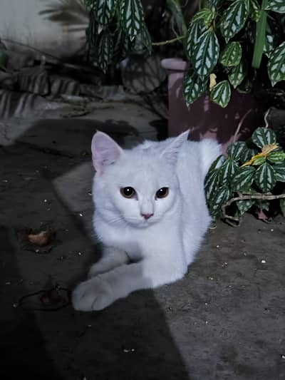 White domestic cat