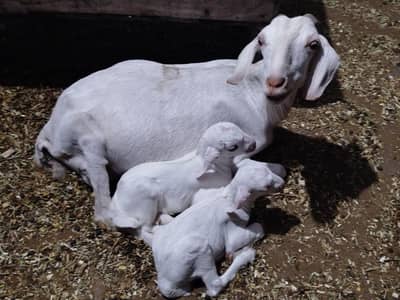 Goat with 2 male kids, pink skin