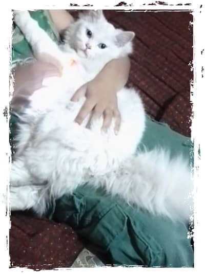 white cat