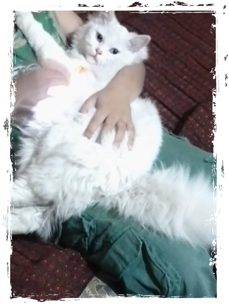 white cat 0