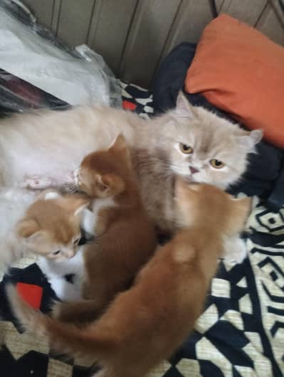 Persian kitten @ Persian cat @ saimese kitten @ cat@ Siamese@ blue ey