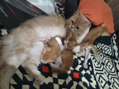 Persian kitten @ Persian cat @ saimese kitten @ cat@ Siamese@ blue ey