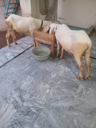 Desi kajly