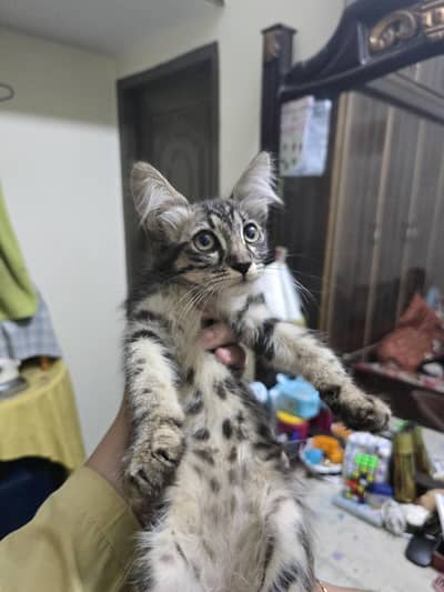 Domestic Cat . . . . . . Medium hair coat