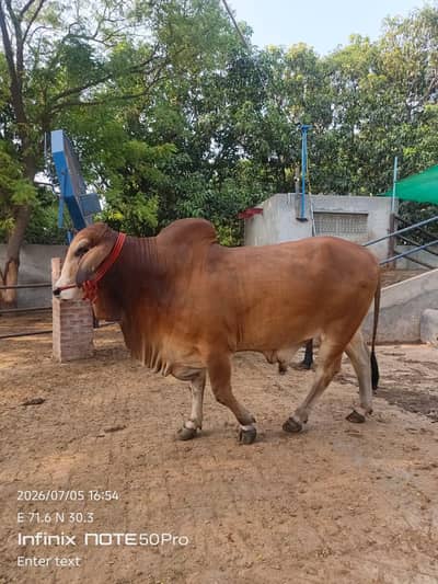 Premium Brahman Breed Bull | 800 KG Live Weight