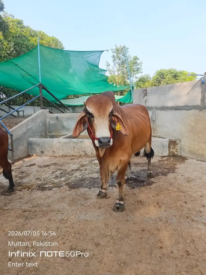 Premium Brahman Breed Bull | 800 KG Live Weight — photo 2