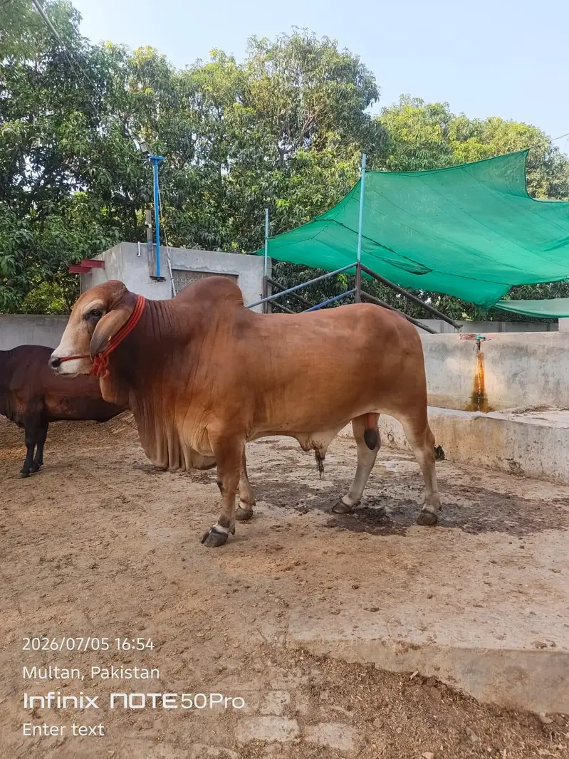Premium Brahman Breed Bull | 800 KG Live Weight — photo 5