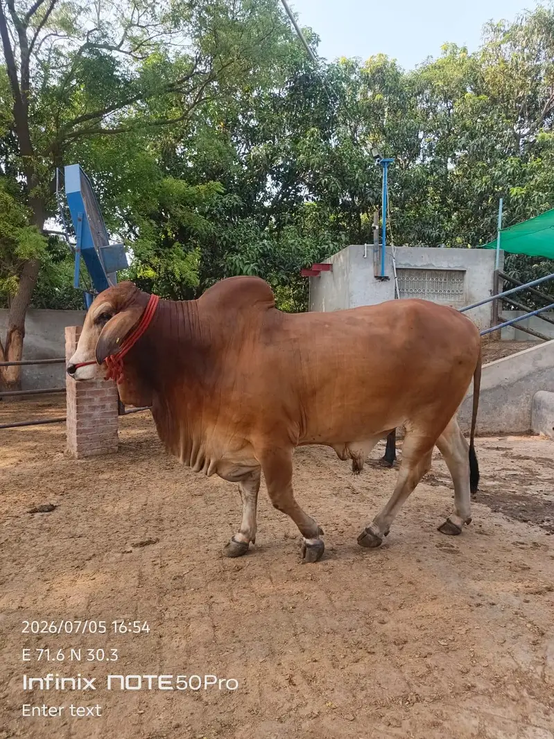Premium Brahman Breed Bull | 800 KG Live Weight — photo 6