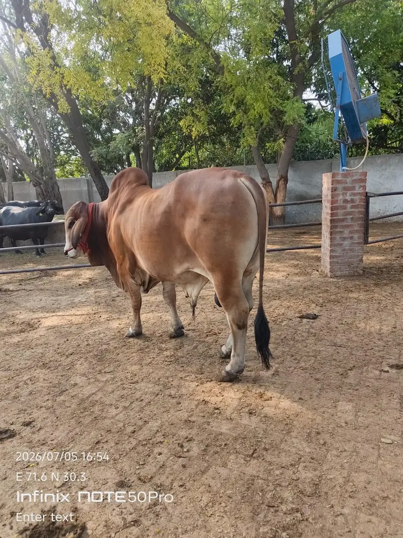 Premium Brahman Breed Bull | 800 KG Live Weight — photo 7