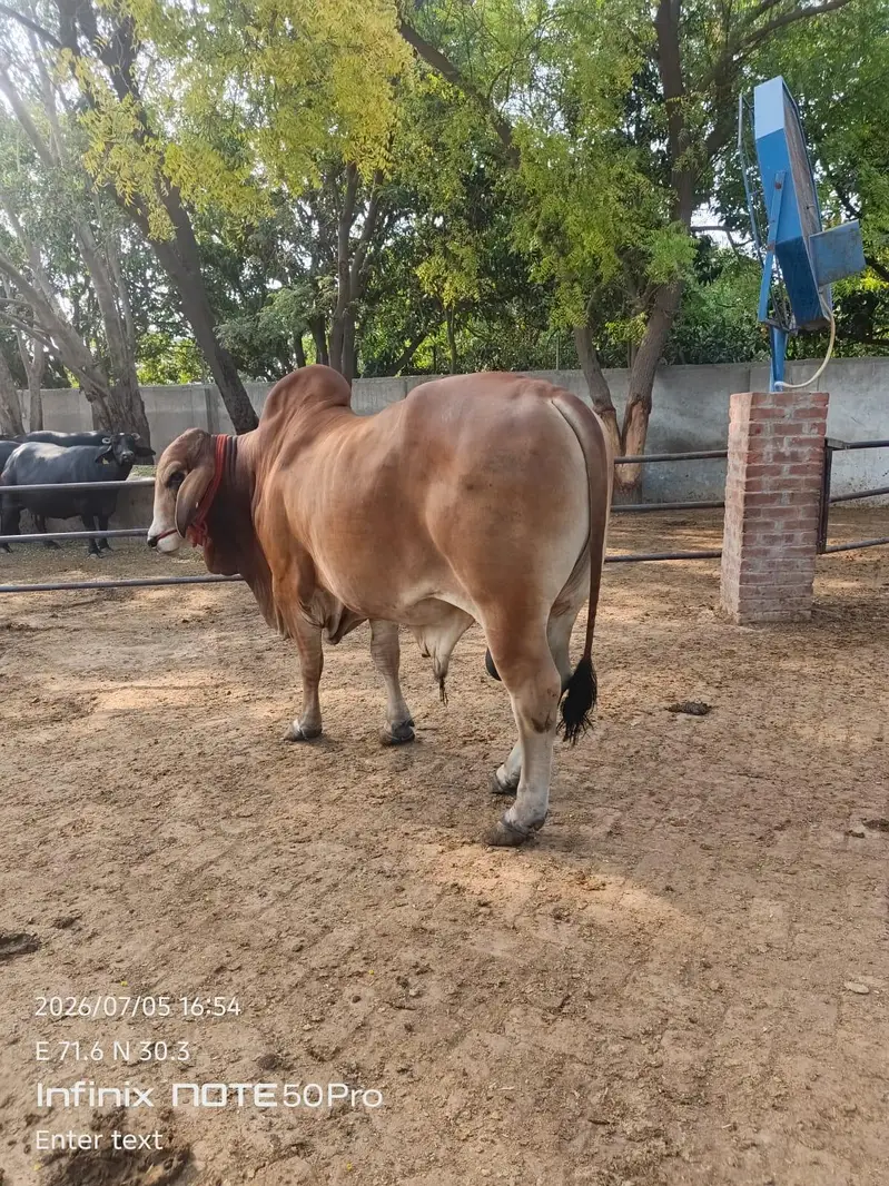 Premium Brahman Breed Bull | 800 KG Live Weight — photo 8