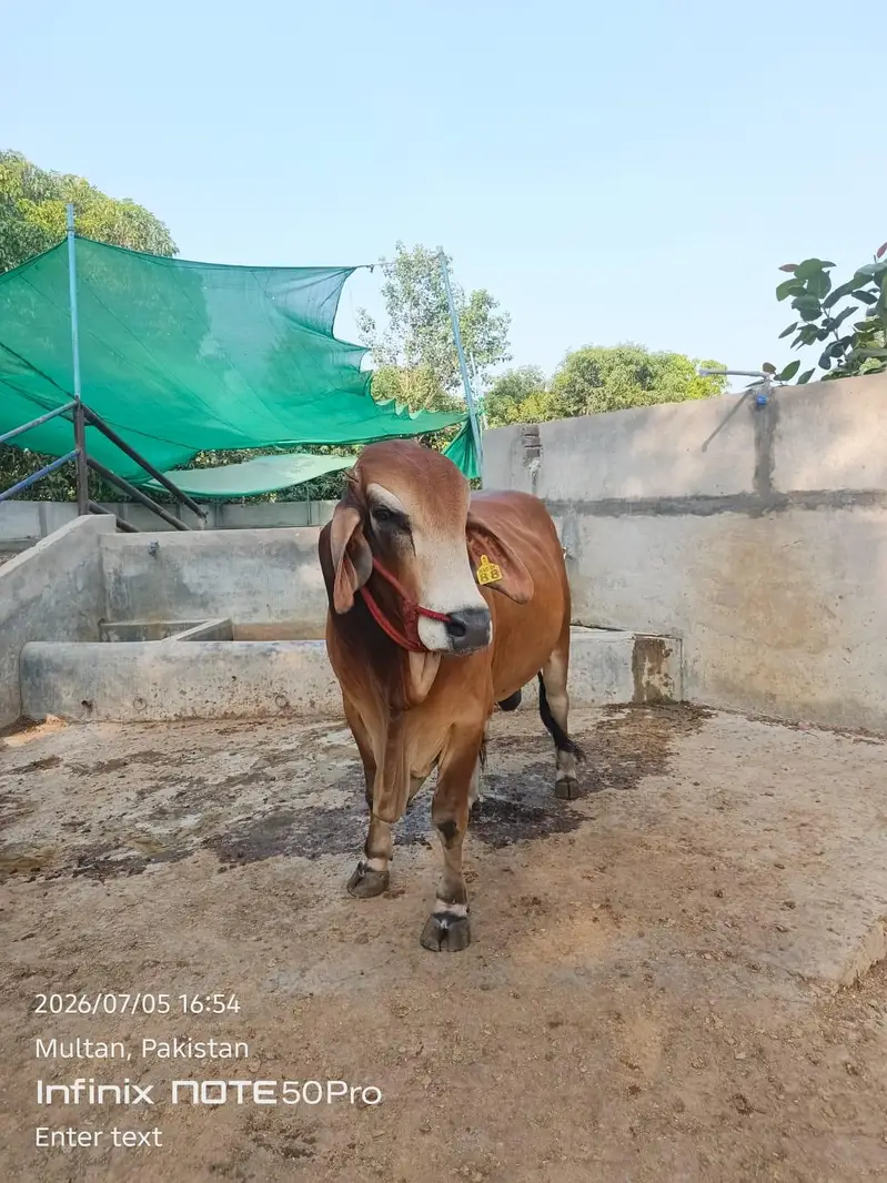 Premium Brahman Breed Bull | 800 KG Live Weight — photo 10