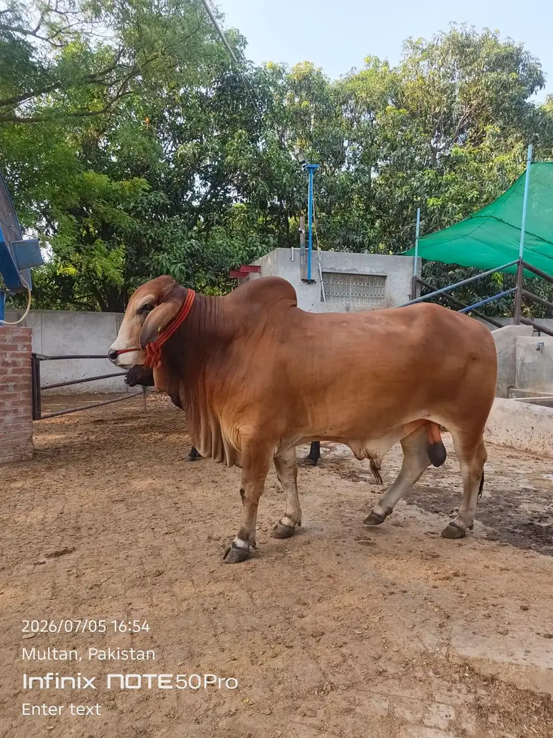 Premium Brahman Breed Bull | 800 KG Live Weight — photo 12