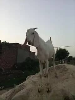 Rajan puri kheera Bakra