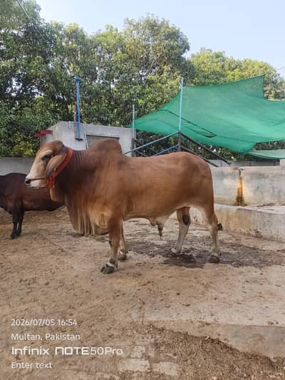 vip bull