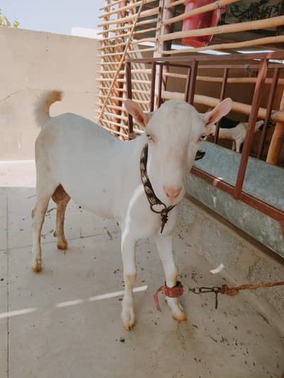 Teddy goat
