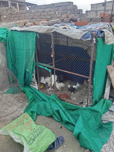 two cage hn ak bara cage ha ak chota ha what's03408950491