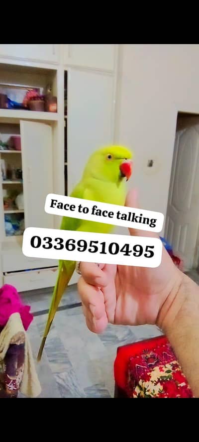 Green ringneck talking parrot handtame
