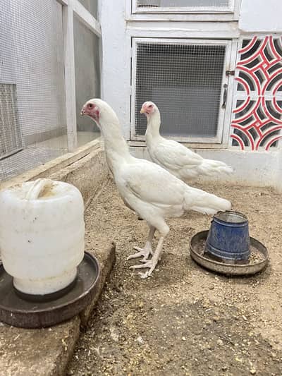 Pure heera kandhari male females