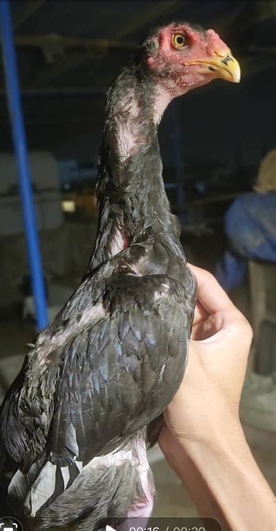 blackshamo patha,,Heera breeder for sale