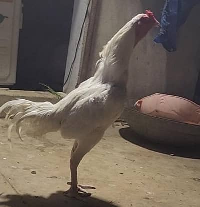 ,,Heera breeder, buff. lasani pathy for sale