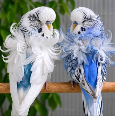 Budgies parrot or cage