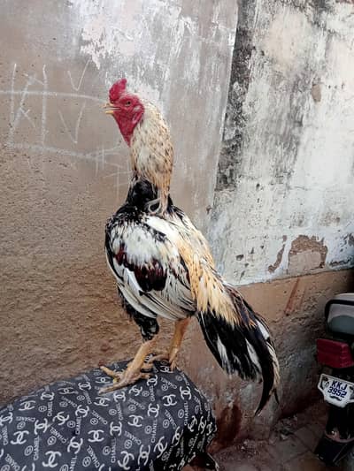 high quality jawa male 03711036880