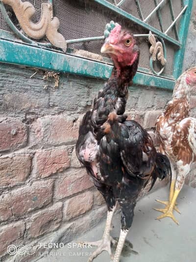 Aseel Birds For Sale =0301=/0300300=/