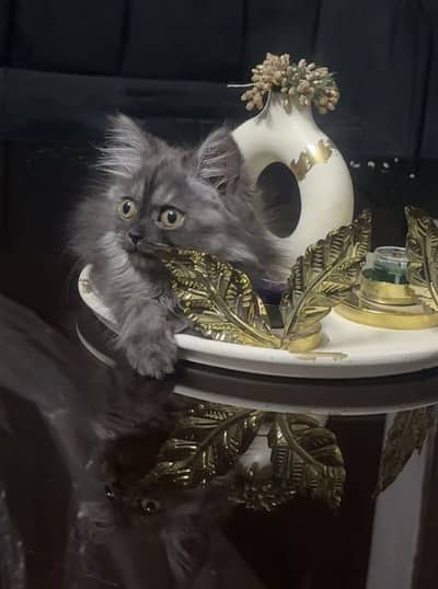 Persian kitten