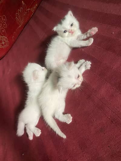 Percion cats