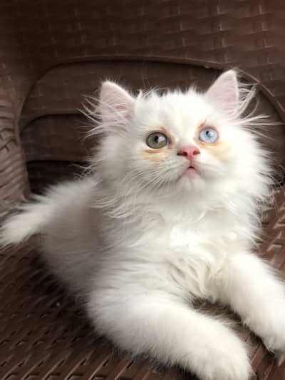 Kittens for Sale