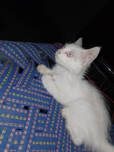 pure white  persian cat