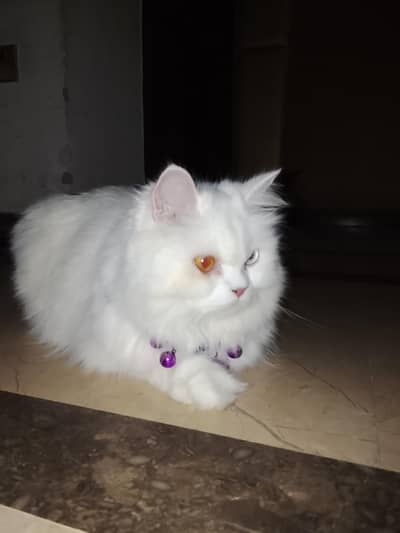 Beautiful Angel my Beloved Persian Triple Coat Cat