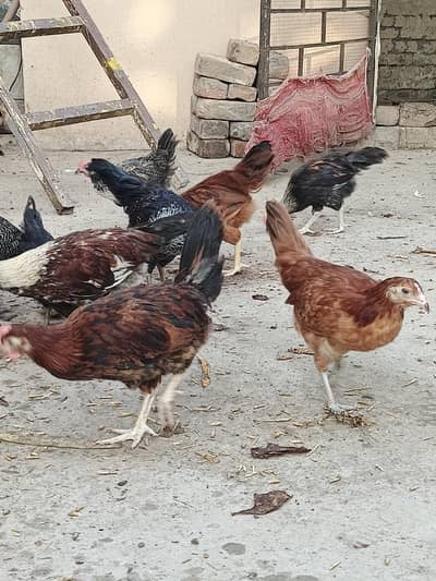 Dasi masri Aseel mix hens Home breed