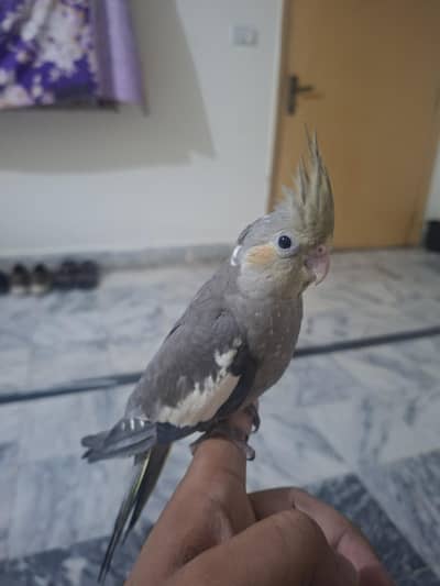 hand tame cocktail