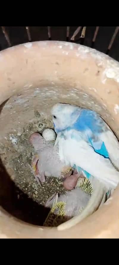 Budgies Breeder Pair Available