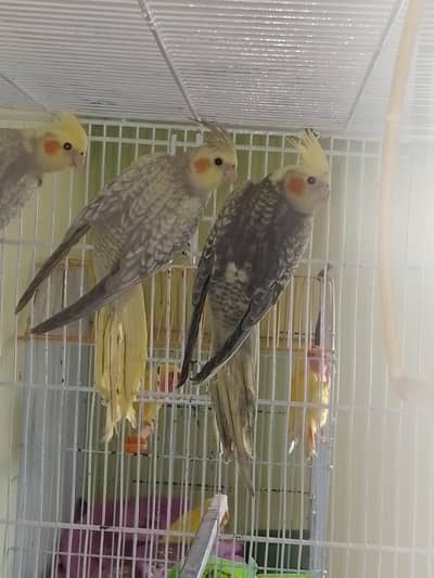 cocktail perl gray adult available or chicks 7 month age