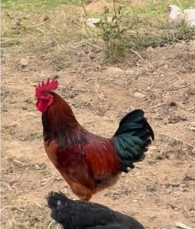 Hen for sell