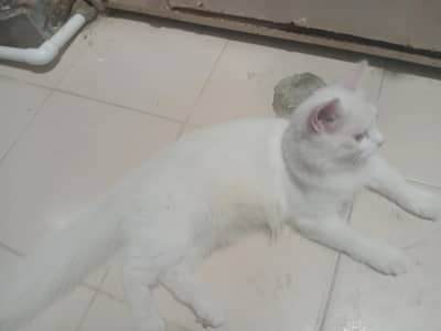 persian cat
