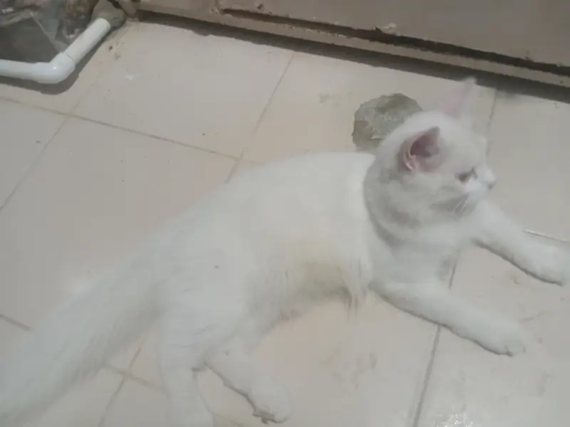 persian cat