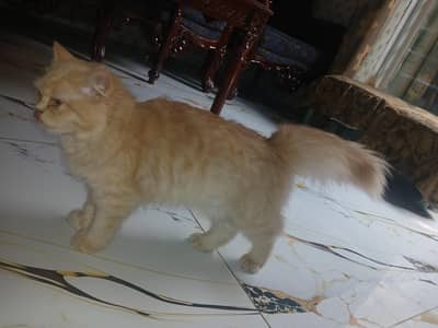 Persian Female Cat for Sale 