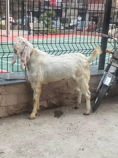 rajanpuri