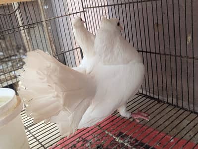 Fancy Pigeons luckay Kabootar Breeder Pair