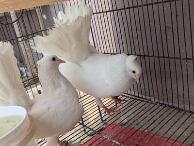 luckay Pegion Breeder Pair Urlgent Sale