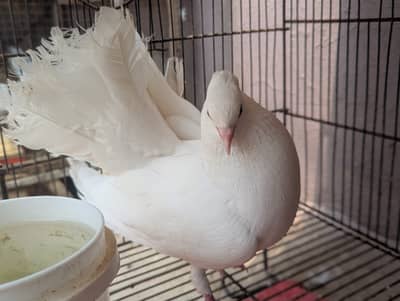 luckay Kabootar Breeder Pair and fancy Pegion Per Piece for sale