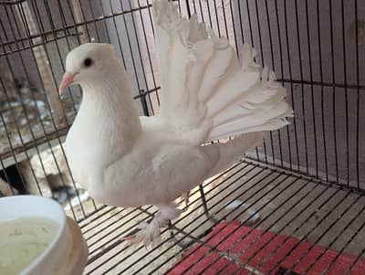 Fancy luckay Kabootar Breeder Pair and fancy Pegion Per Piece