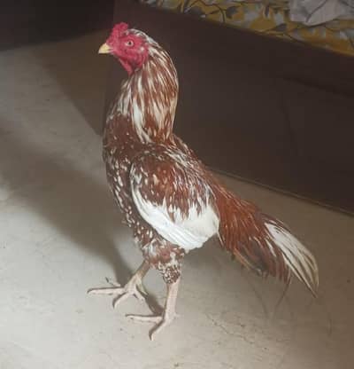 cheena aseel