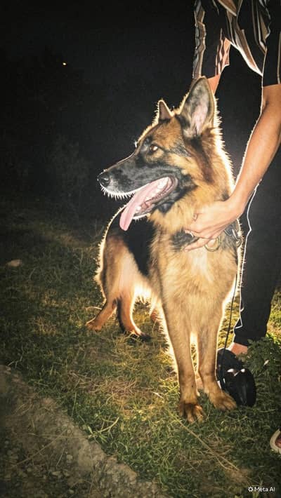 German Shepherd