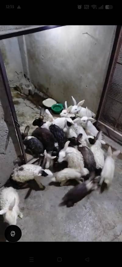 Beautiful Black & White Rabbits for sale