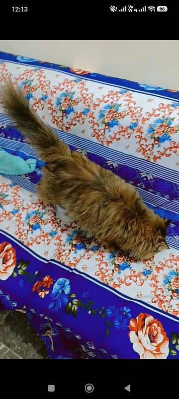 Persian Cats Pair - Male & Female